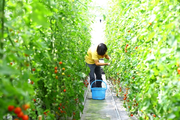 トマト栽培　収穫